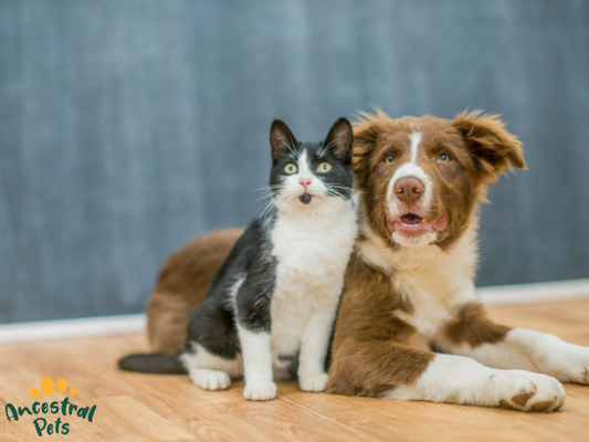 Raw vs Dry Food: What’s Best for Your Dog or Cat?