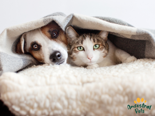 The Link Between Diet and Joint Health in Ageing Pets