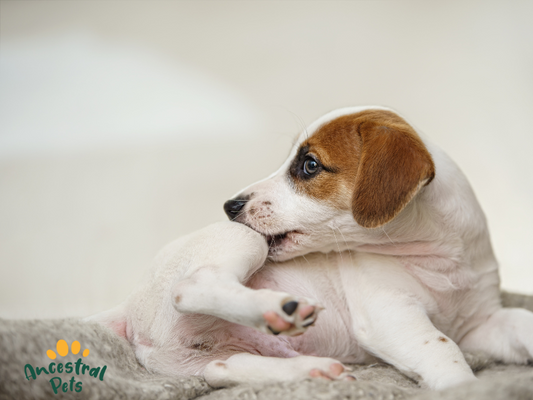 Is Your Pet’s Itchy Skin Caused by Their Food?
