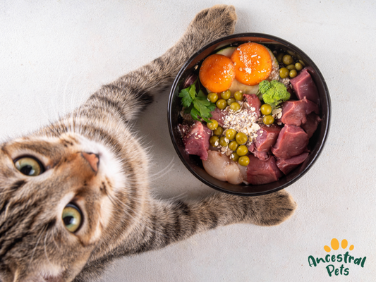 Top 5 Signs Your Pet’s Diet Isn’t Working (And What to Do About It)