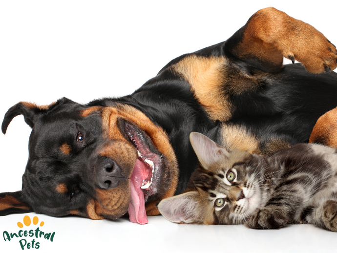 How Nutrition Impacts Your Pet’s Mood, Energy and Behaviour