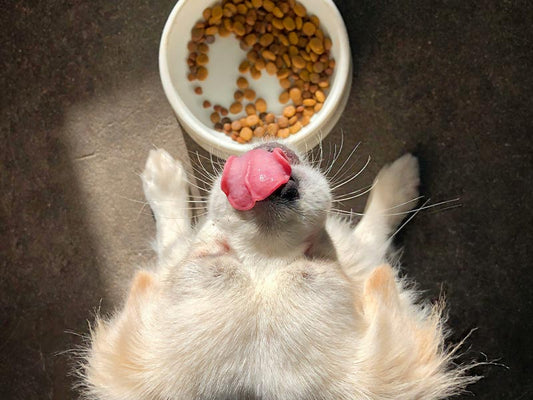 Spotless Skin Meal Topper Dog Bowl