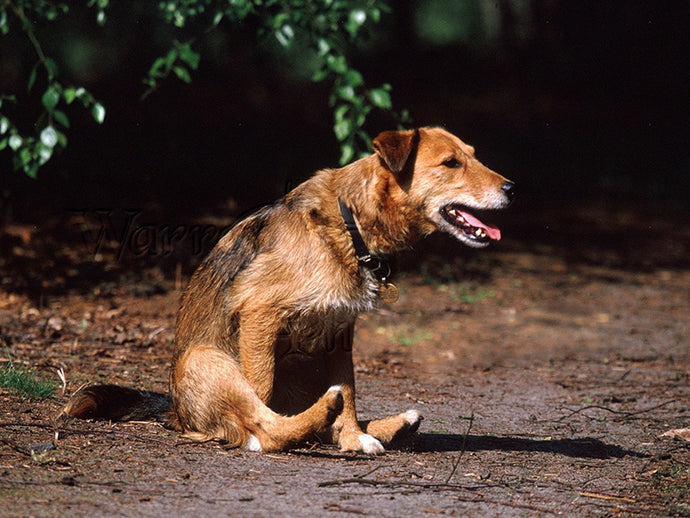 Natural Anal Gland Support for Dogs