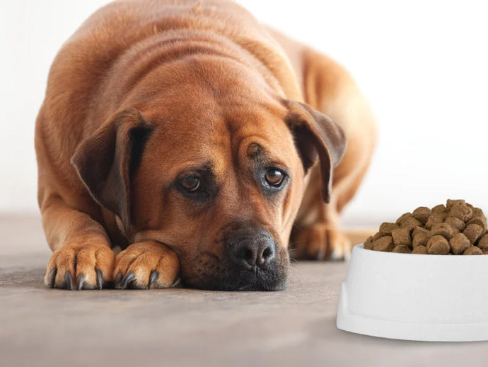 Why Fussy Feeder Dogs Love the Taste of Liver