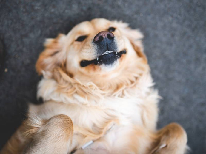 Learn How Bone Powder can Keep Your Dog’s Anal Glands Healthy