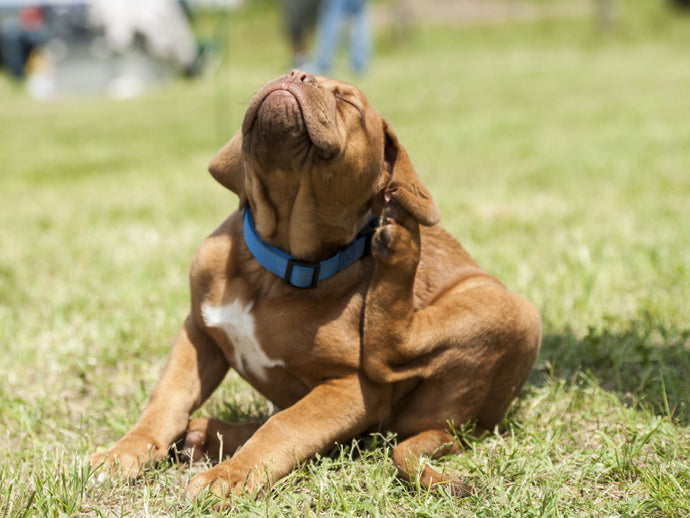 Understanding Dog Hot Spots And How To Treat Them Naturally