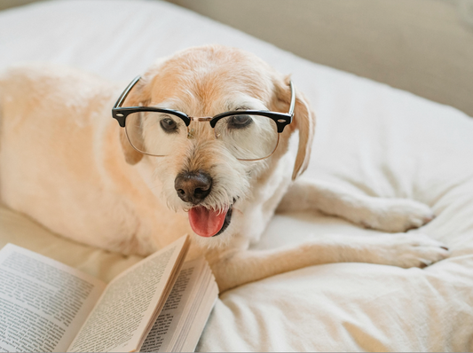 Nourishing Your Dog's Mind with Organs