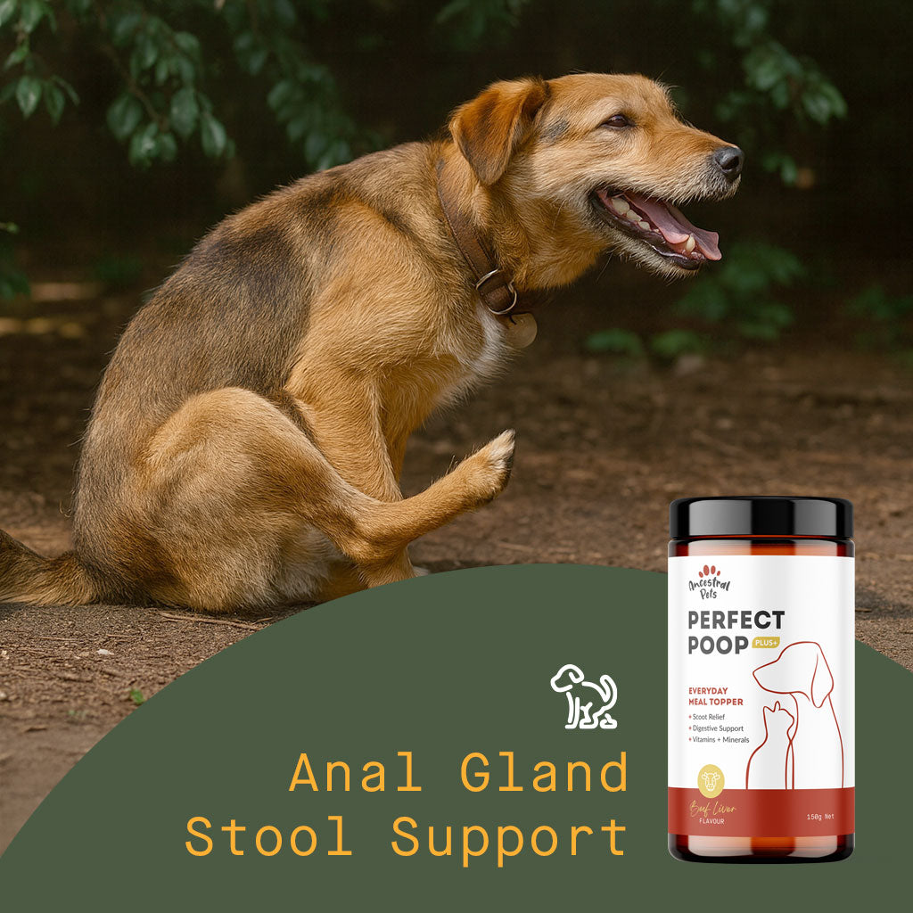 Anal Gland Support for Dogs & Cats
