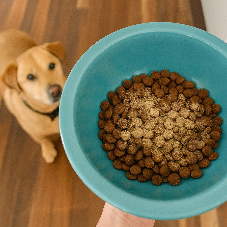 Dog looking at a bowl of kibble held by a person